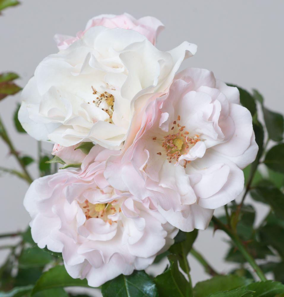 Rosa 'Ice Meidiland'